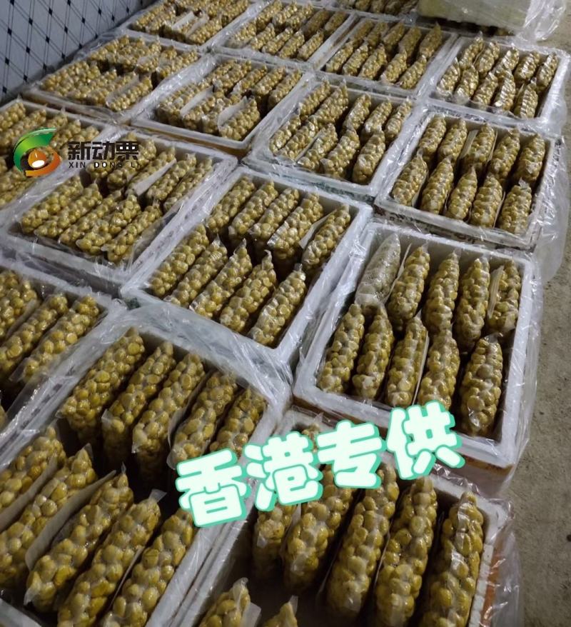 2025年新板栗，多种规格可定做，厂家直供品质可靠