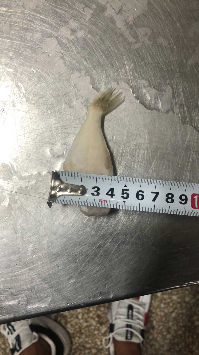 单冻扒皮鱼/耗儿鱼/马面鱼/海鱼，一手货源，大量现货