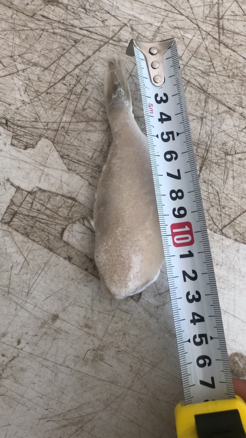单冻扒皮鱼/耗儿鱼/马面鱼/海鱼，一手货源，大量现货