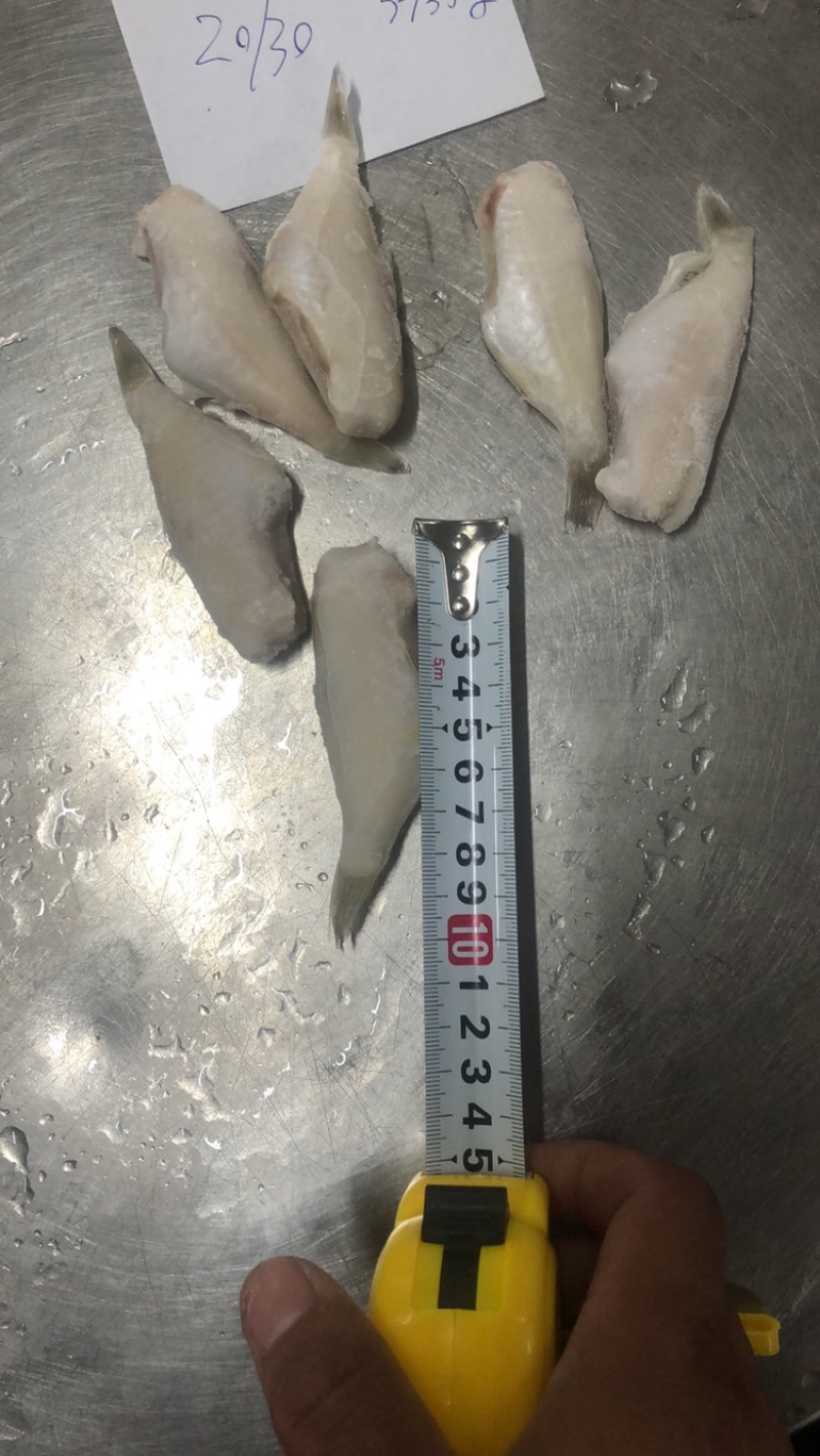 单冻扒皮鱼/耗儿鱼/马面鱼/海鱼，一手货源，大量现货