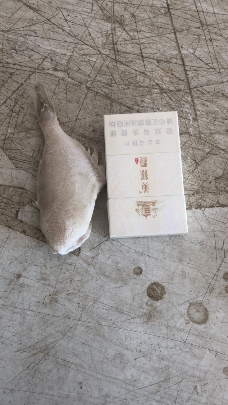单冻扒皮鱼/耗儿鱼/马面鱼/海鱼，一手货源，大量现货