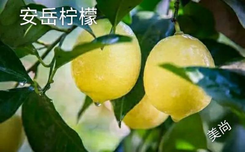 【安岳新鲜柠檬】一件代发，安岳县美尚柠檬价格特便宜