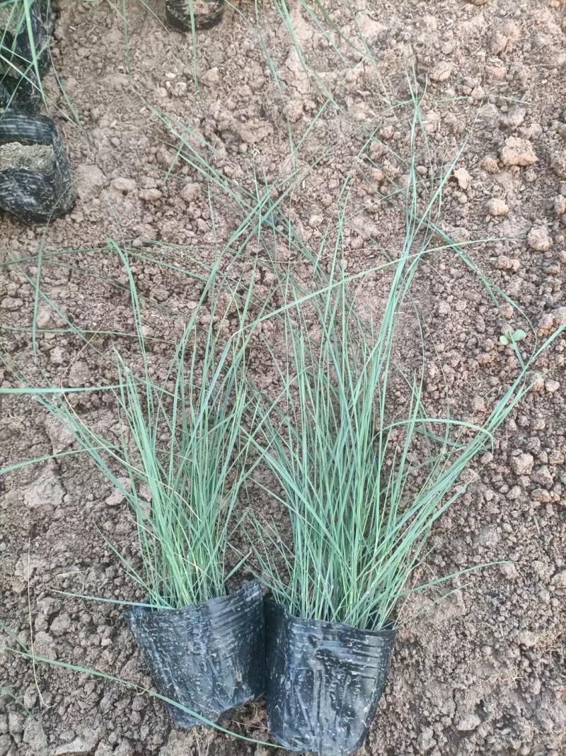 精品狼尾草大量上市，基地直发直销，欢迎各位老板致电！