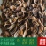 连翘中药材正品新货特级磨莲翘粉连翘茶青翘落翘连翘