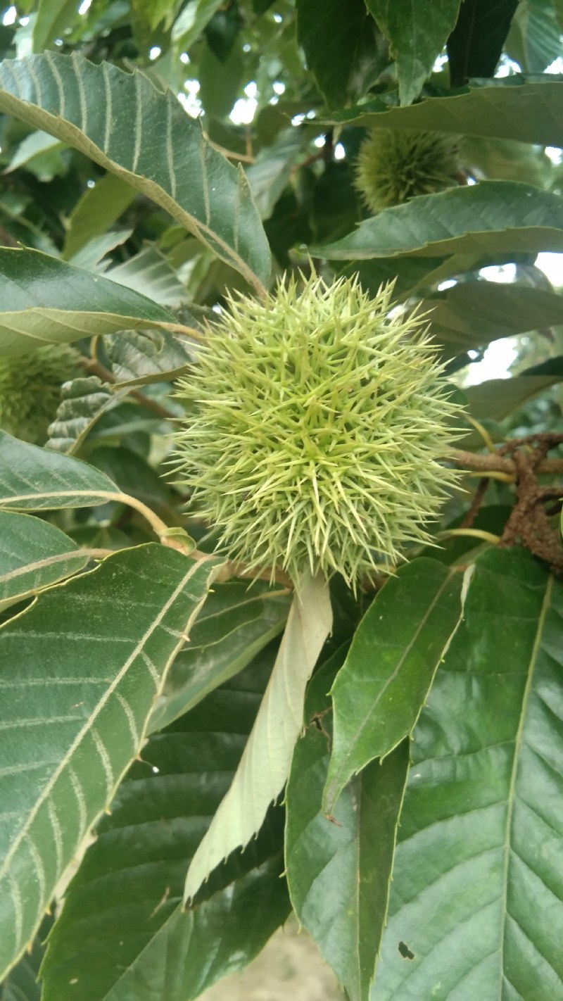 板栗山区毛栗子油栗子，批发，一件代发一手货源，产地直发。