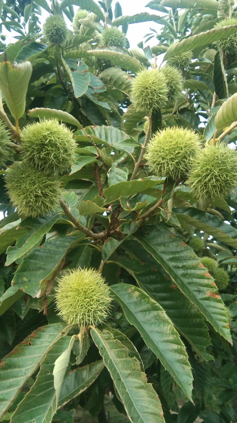 板栗山区毛栗子油栗子，批发，一件代发一手货源，产地直发。