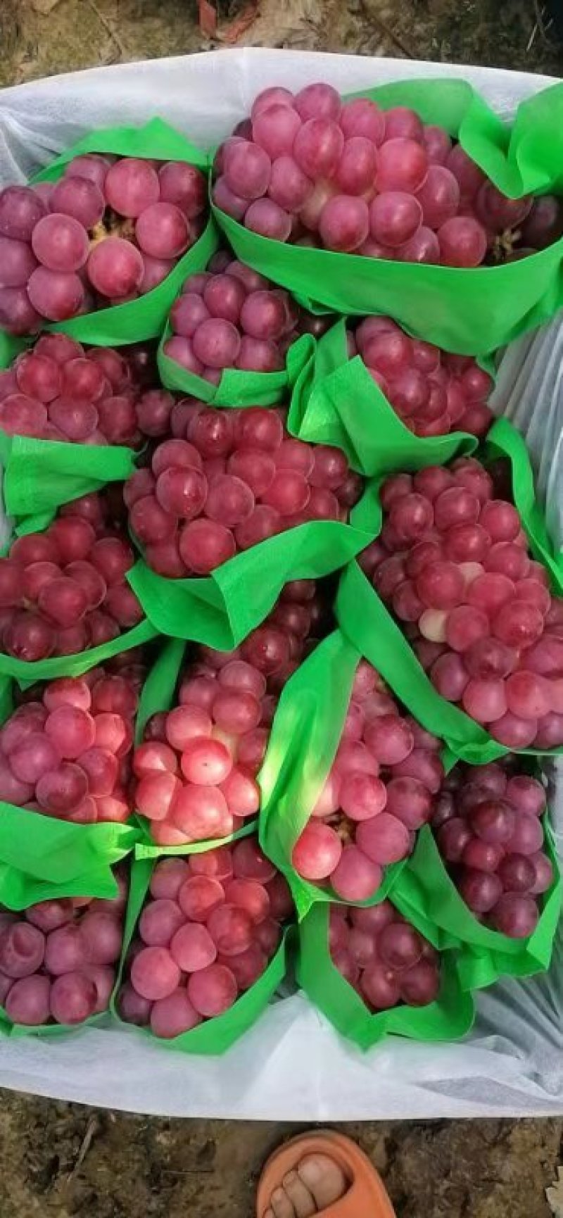 优质巨峰葡萄