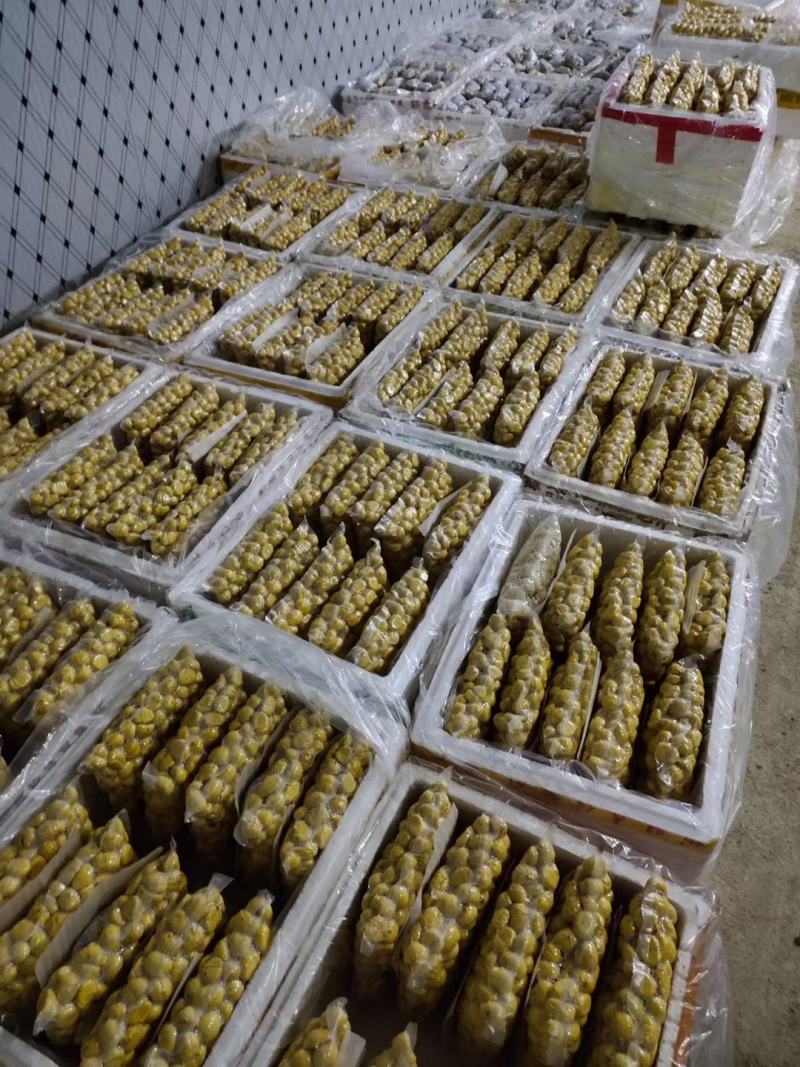 全年供应生鲜板栗仁散装5斤包装，其它规格可定做。