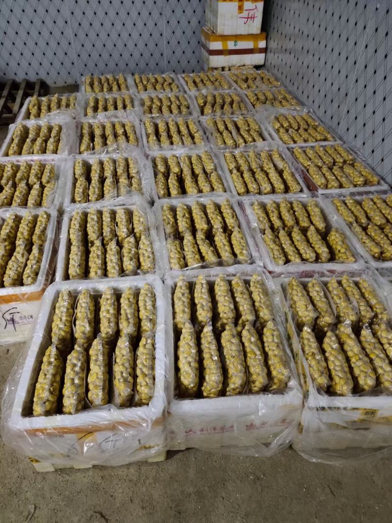 全年供应生鲜板栗仁散装5斤包装，其它规格可定做。