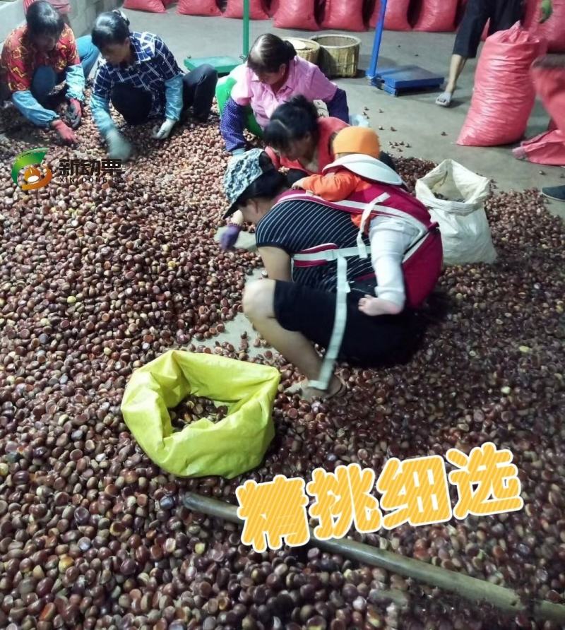 全年供应专业糖炒板栗原料内资好颜色好看口感香糯甜品种齐全