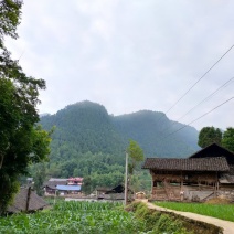 高原小蒜，小根蒜，薤白，苦藠，又大又圆颜色好