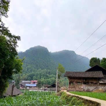 高原小蒜，小根蒜，薤白，苦藠，又大又圆颜色好