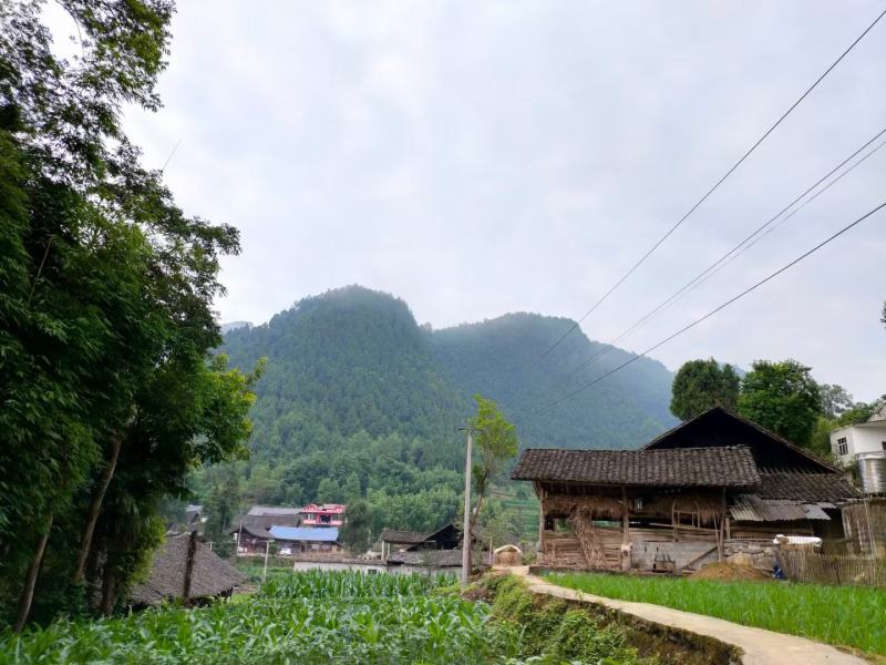 高原小蒜，小根蒜，薤白，苦藠，又大又圆颜色好