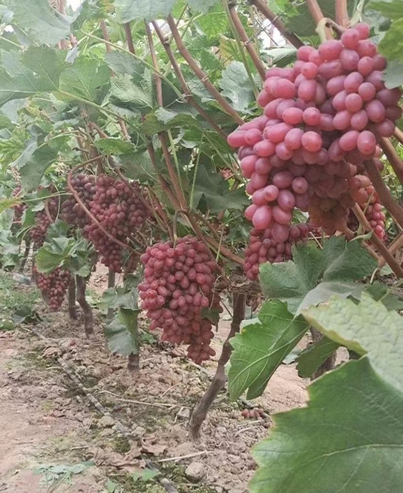 山东青岛莱西冷库克伦生葡萄无核葡萄，已经大量上市