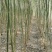 大量供应垂柳2-4公分竹柳5-30公分,银杏1-50公分