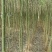 大量供应垂柳2-4公分竹柳5-30公分,银杏1-50公分