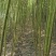 大量供应垂柳2-4公分竹柳5-30公分,银杏1-50公分
