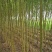 大量供应垂柳2-4公分竹柳5-30公分,银杏1-50公分