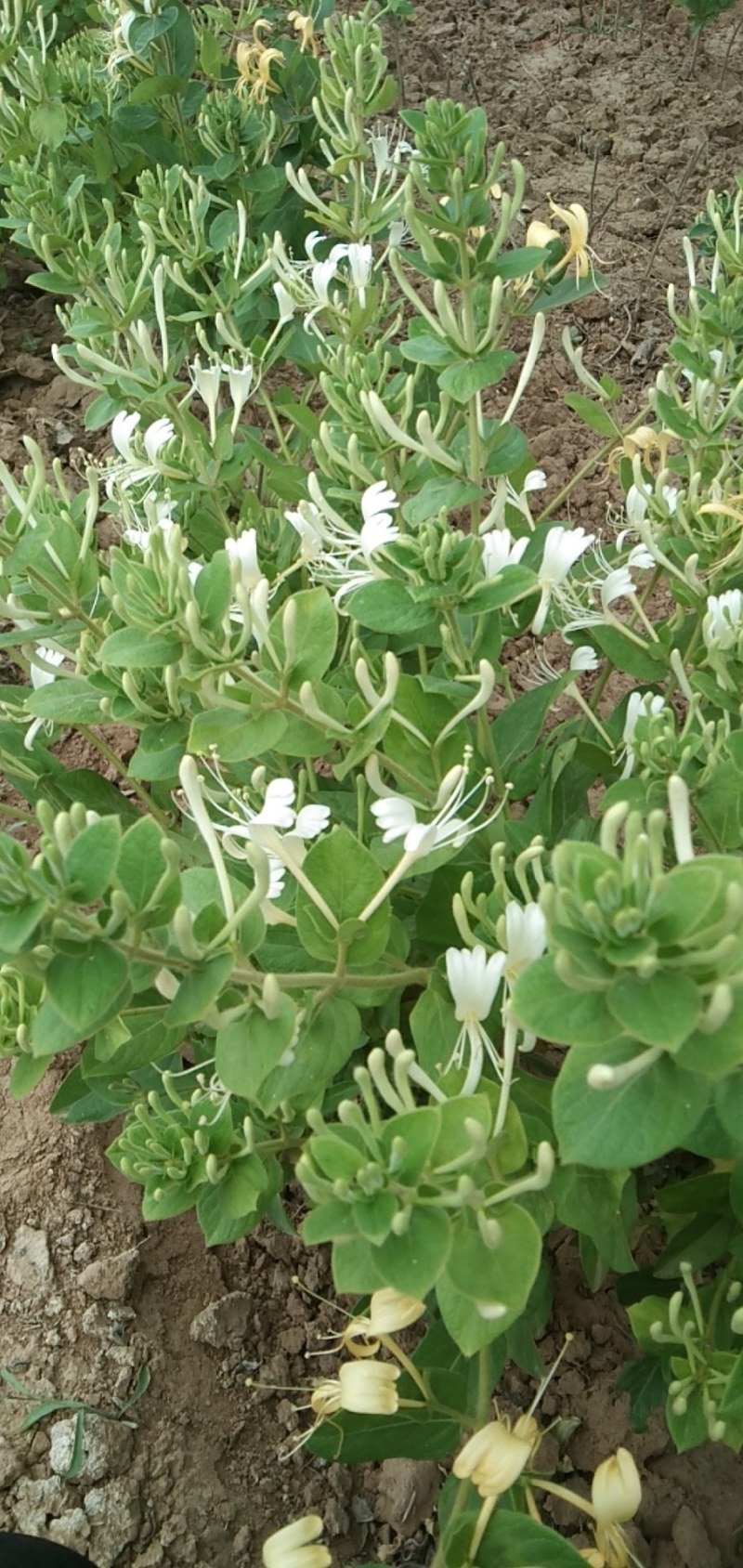 金银花苗木