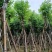 供应广东宫粉紫荊5–6-7-8-9一10公分