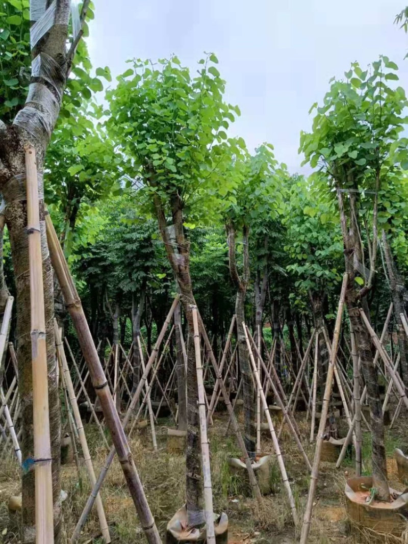 供应广东宫粉紫荊5–6-7-8-9一10公分