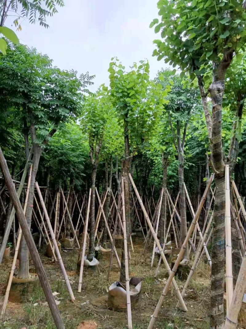 供应广东宫粉紫荊5–6-7-8-9一10公分