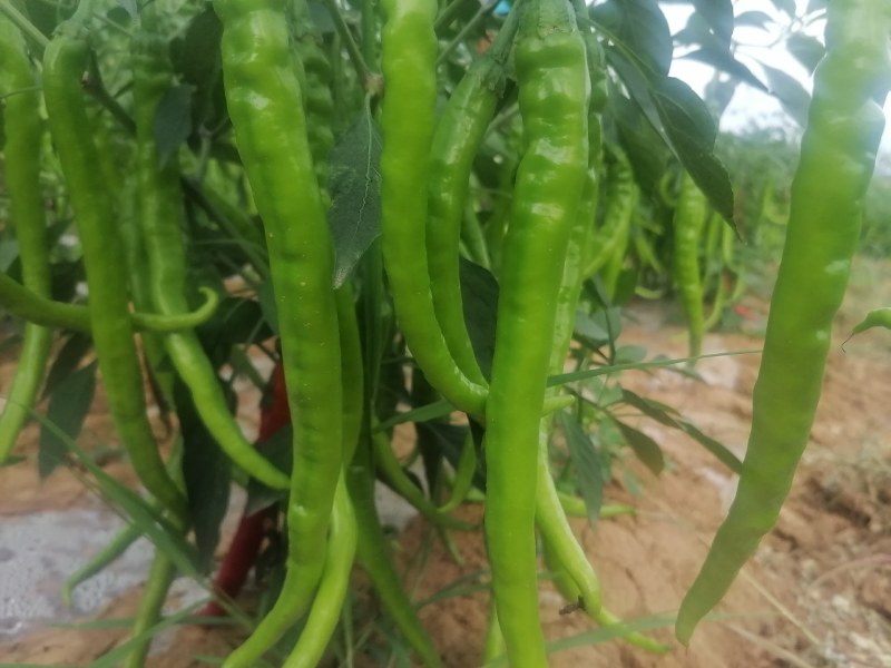 精品线椒，高山辣椒，质量没得说，全国发货