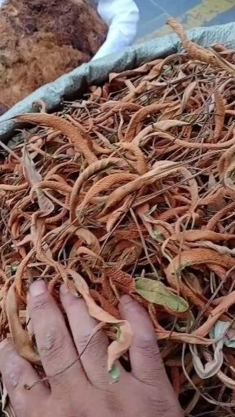 中药全草类石韦全草货，批发零售，全干无杂志