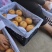 秋月梨安徽砀山20000亩秋月梨，高品质秋月梨代收代发