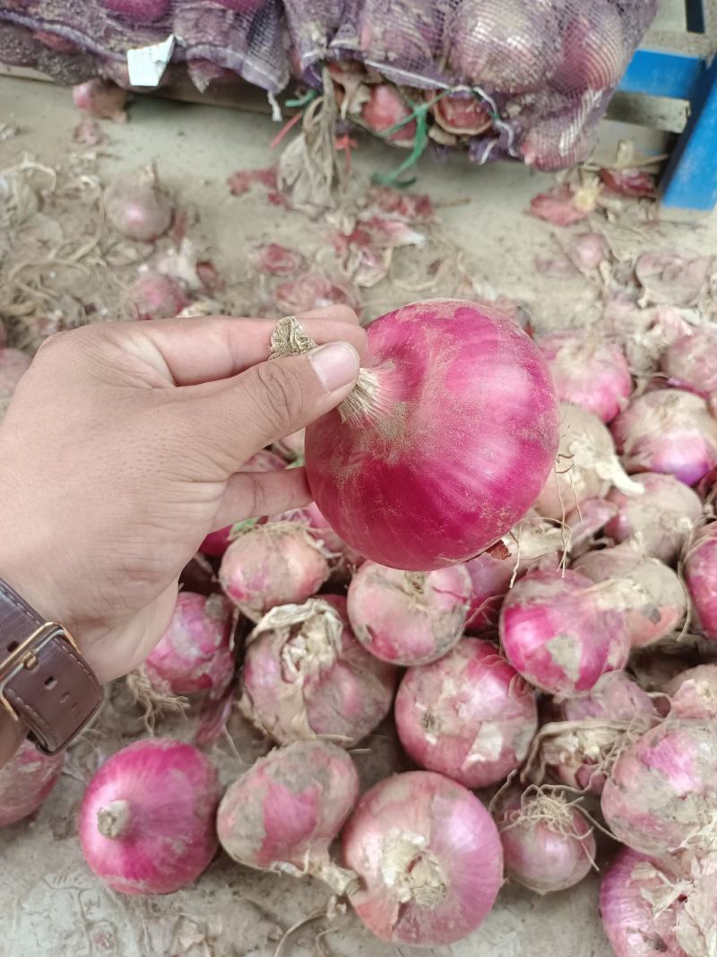 洋葱二红洋葱产地直发价格便宜可对接商超