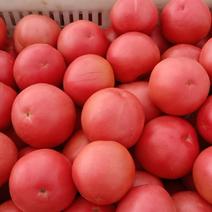 高山西红柿