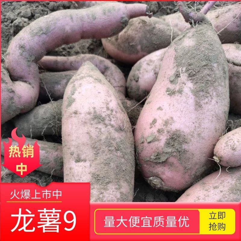 河北精选龙薯九号济薯26西瓜红烟薯25，甜面细条无丝