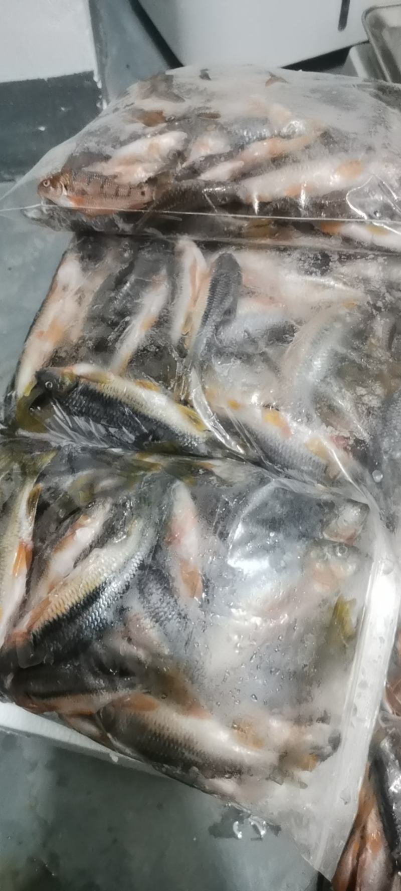 冰冻石斑鱼