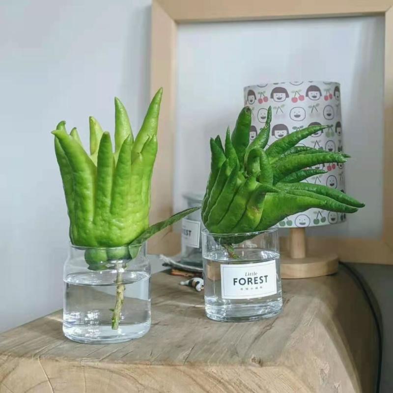 批发【新鲜佛手】新鲜奶茶用材香味浓郁价格便宜大量批发