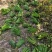 批发【新鲜佛手】新鲜奶茶用材香味浓郁价格便宜大量批发