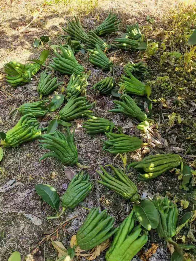 批发【新鲜佛手】新鲜奶茶用材香味浓郁价格便宜大量批发