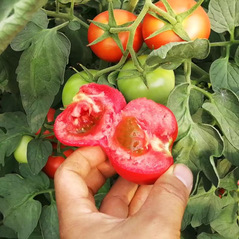 硬粉西红柿产地西红柿大量有货，保质保量，欢迎来电