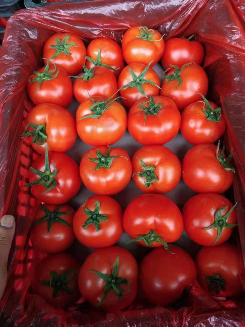 硬粉西红柿产地西红柿大量有货，保质保量，欢迎来电