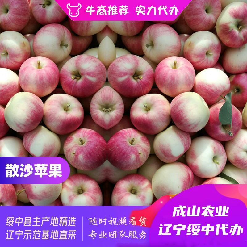 绥中珊莎苹果、散沙苹果主产区，70起步，优质货源实力代办
