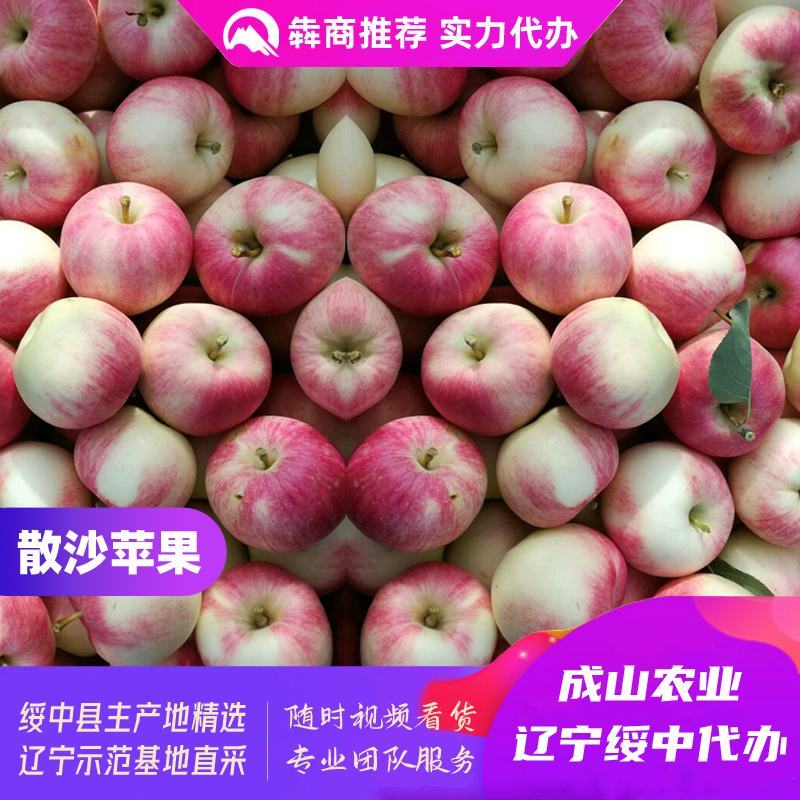 绥中珊莎苹果、散沙苹果主产区，70起步，优质货源实力代办