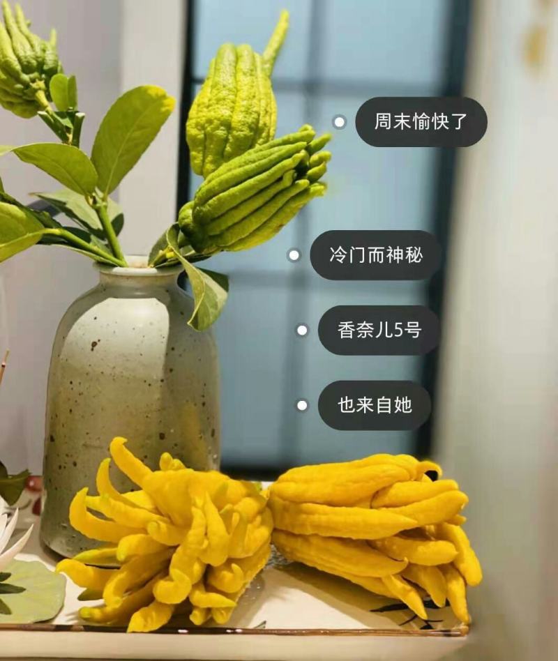 批发【新鲜佛手】新鲜奶茶用材香味浓郁价格便宜大量批发