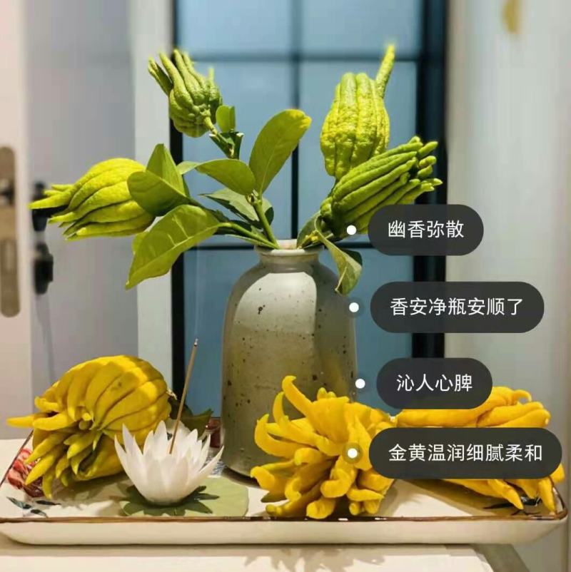 批发【新鲜佛手】新鲜奶茶用材香味浓郁价格便宜大量批发