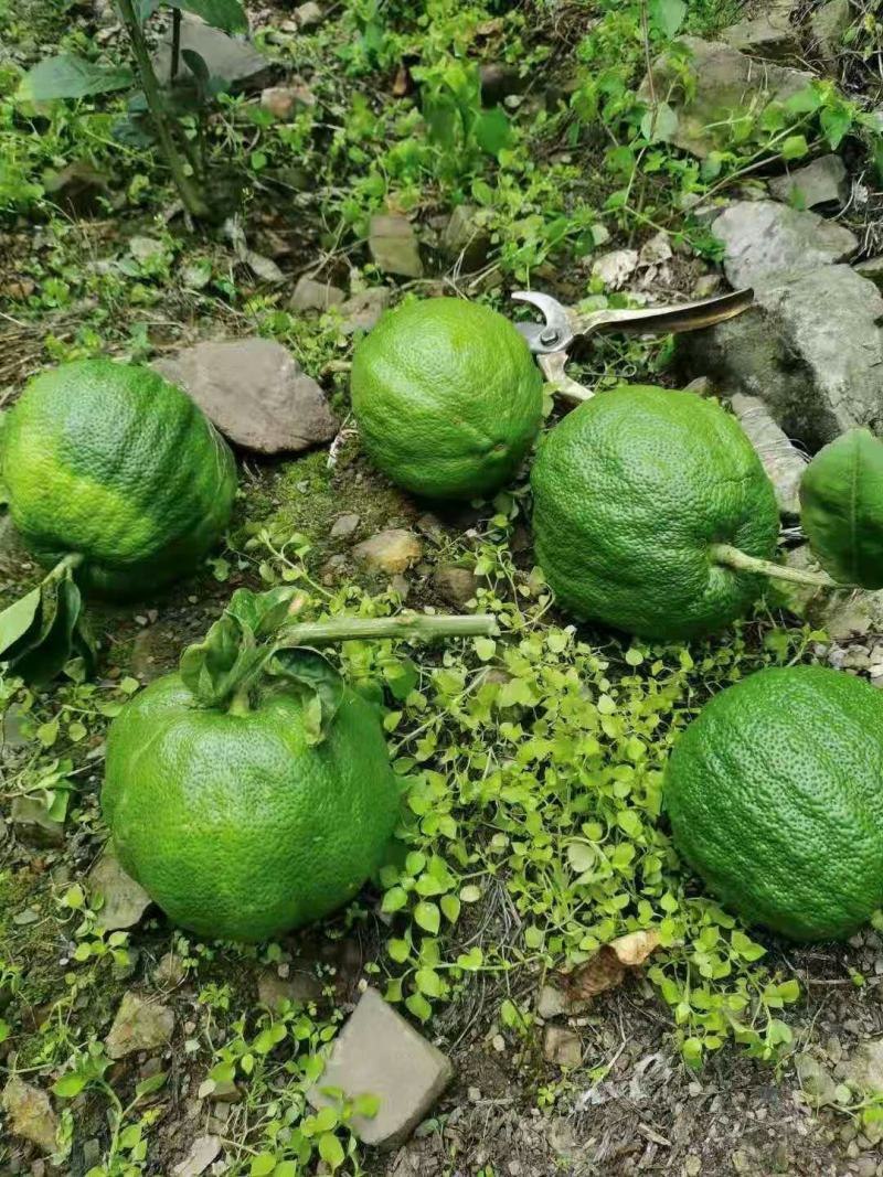 批发【新鲜佛手】新鲜奶茶用材香味浓郁价格便宜大量批发