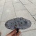 纯野生灵芝，干货