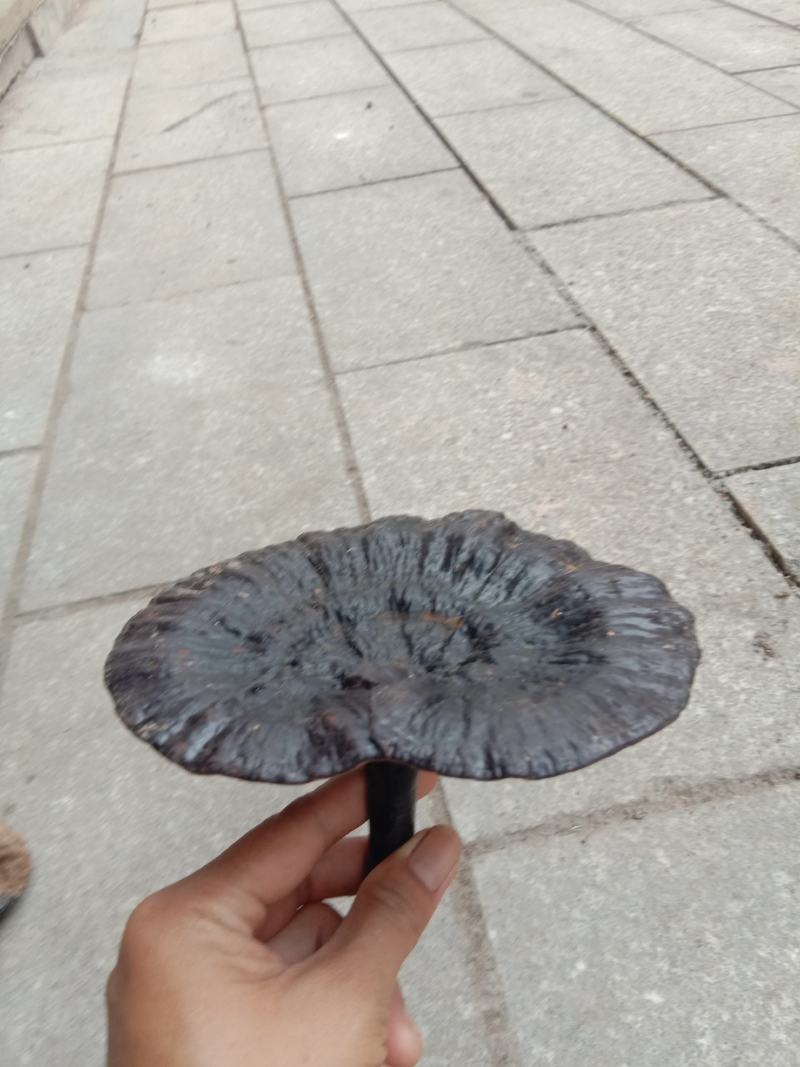纯野生灵芝，干货