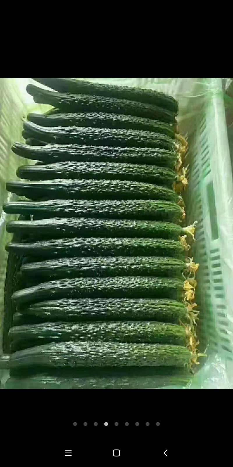 山东莘县中条密刺黄瓜大量上市中万亩基地直发量大从优