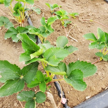 粉玉草莓苗-粉玉草莓苗价格-粉玉草莓苗介绍