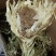 雪莲花天山雪莲花整支朵三朵包邮大朵一朵包邮