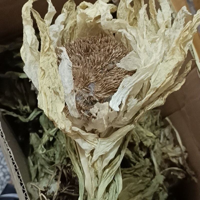 雪莲花天山雪莲花整支朵三朵包邮大朵一朵包邮