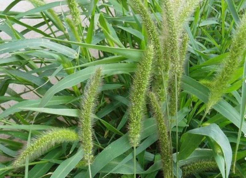 提摩西草种子提草梯牧草提木西草植物籽养兔牧草种子